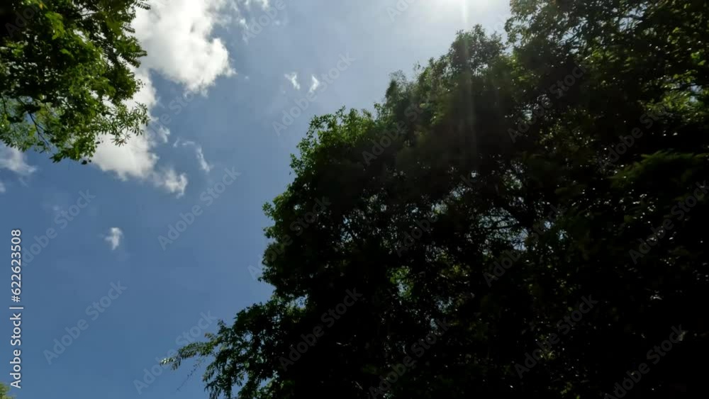 Tree branches and leaves against blue sky. close up of trees with bright afternoon sun and rays. View from the bottom to the top. moves under the treetops Tree branches and leaves against blue sky. close up of trees with bright afternoon sun and rays. View from the bottom to the top. moves under the treetops