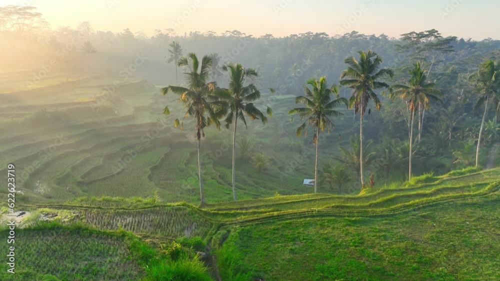 custom made wallpaper toronto digitalaerial view of green terraced rice fields in Bali in the morning, foggy landscape with sunbeams in Bali jungle, peaceful natural background
