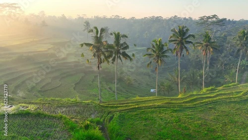 Wallpaper Mural aerial view of green terraced rice fields in Bali in the morning, foggy landscape with sunbeams in Bali jungle, peaceful natural background Torontodigital.ca