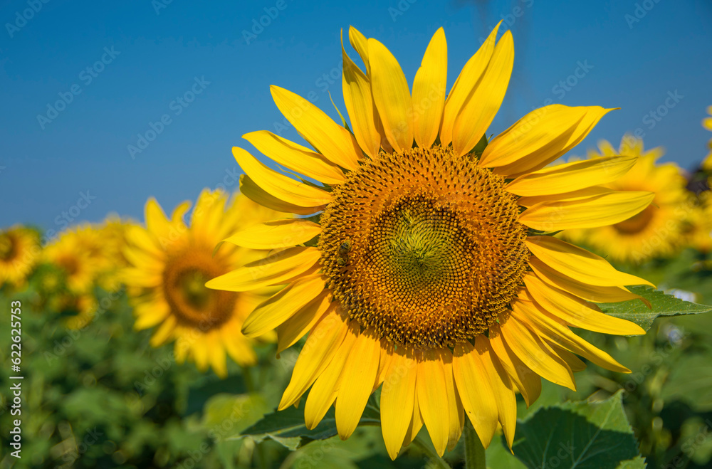 Sunflower field, Trakya / Turkey. Nature agriculture view.