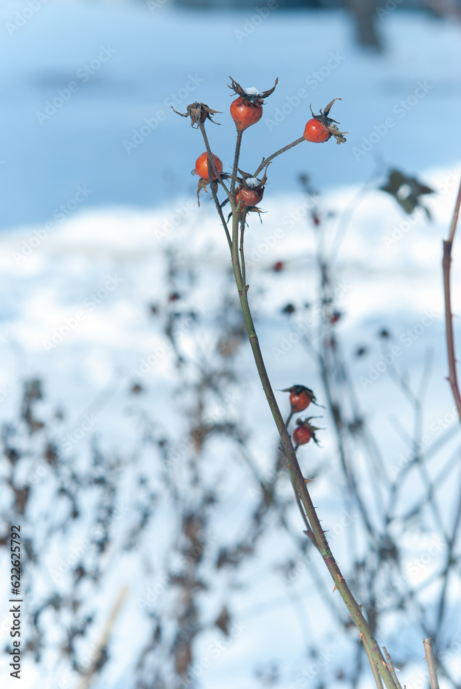Rosehip branch in winter season closeup Rosehip branch in winter season closeup