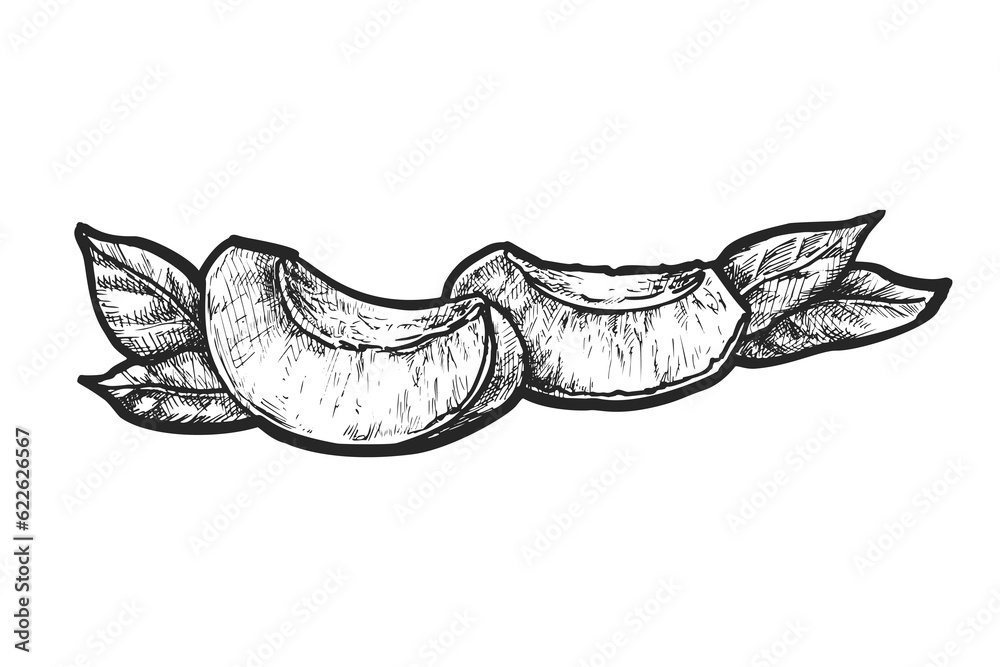 Vector illustration of two slices of apricot fruit Vector illustration of two slices of apricot fruit