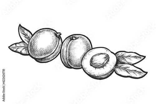Valokuva Vector image of apricot fruit sliced. Sign or logo