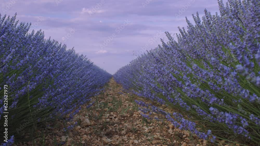 Blooming lavender fields with blue lavender flowers in summer Spain. Farm for the production of lavender oil. Blooming lavender fields with blue lavender flowers in summer Spain. Farm for the production of lavender oil.