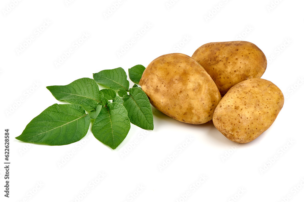 Fresh potatoes, organic potato, isolated on white background. Fresh potatoes, organic potato, isolated on white background.