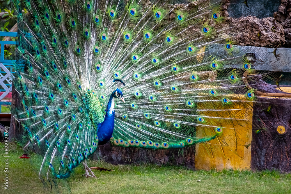 Obraz premium Indian Peacock or Peafowl displaying his majestic feathers in the garden