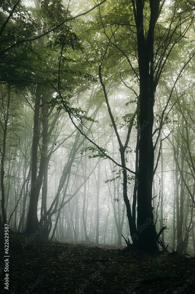 Obraz premium green forest with tree in fog on rainy weather
