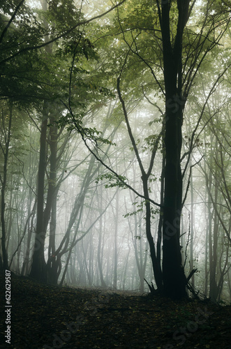 green forest with tree in fog on rainy weather
