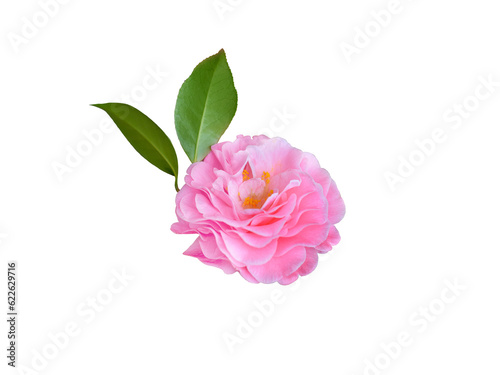 Single camelia flower, design element isolaled in png format