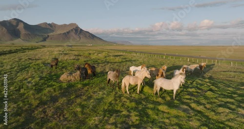 Icelandic horses in summer pasture
