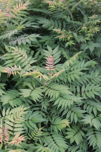 background of branches