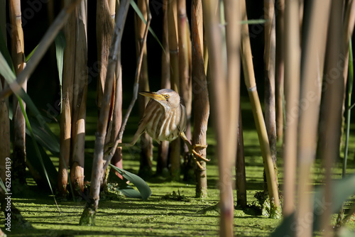 Tableau sur toile Male and female little bittern or common little bittern (Ixobrychus minutus) close-up shot in their natural habitat