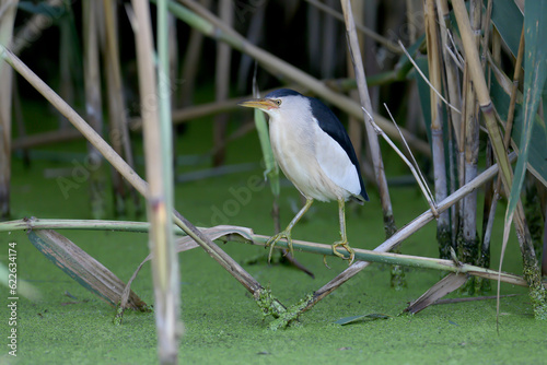 Vászonkép Male and female little bittern or common little bittern (Ixobrychus minutus) close-up shot in their natural habitat