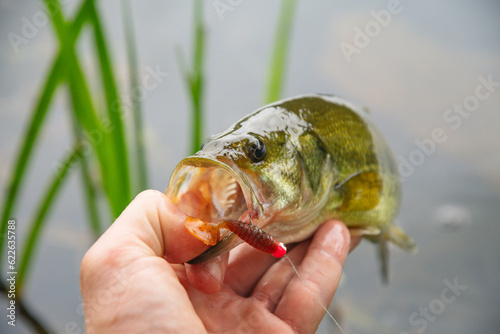 Fototapeta Naklejka Na Ścianę i Meble -  Holding great bass catch, summer activity hobby leisure copy space outdoor backgrounds, vacation at the lake.