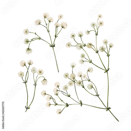 Set of watercolor gypsophila flowers isolated on a transparent background. Digital botanical illustration for your design