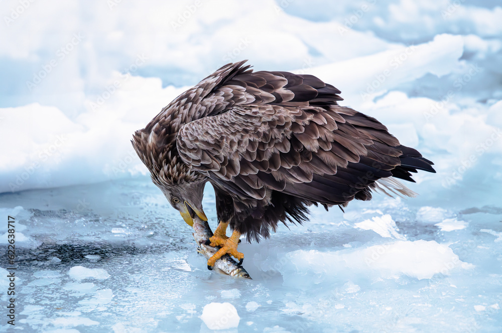Obraz premium 北海道の凍った海で魚を捕食するオオワシ