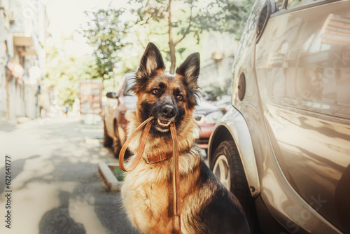 German Shepherd dog with a leash in its mouth sits by the car, eagerly awaiting the journey