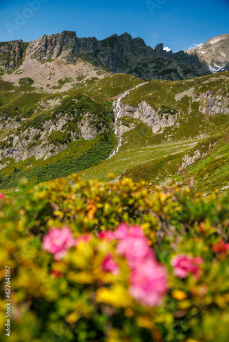 flowering alpine roses on Alp Holzhüs and Hostetbach high above Guttannen in Haslital, Berner Oberland