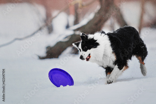 Border Collie Dog Catching Flying Disc: Sports and Training with Canine Athletes © OlgaOvcharenko