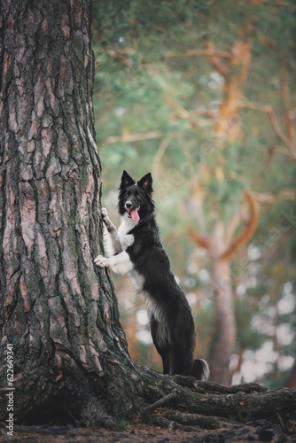 Happy Border Collie Dog Enjoying Nature Walk amidst Lush Greenery and Trees