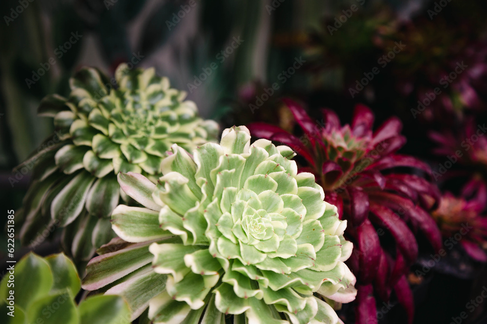 The close-up of the Aeonium flowers of different colors. The close-up of the Aeonium flowers of different colors.