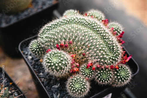 Close-up of Mammillaria spinosissima crestata cactus with flowers and small cacti around in flower pot. photo