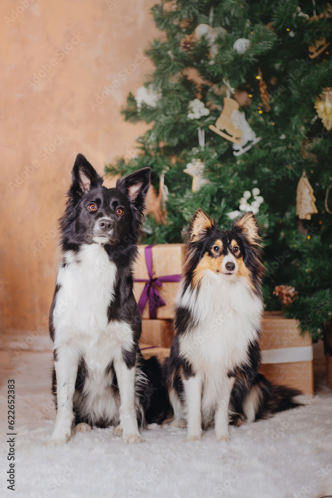 Border Collie and Sheltie (Shetland Sheepdog) Dogs in Festive Christmas and New Year Decorations