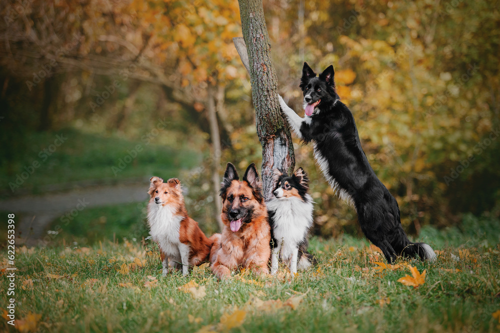 Four dogs: German Shepherd, Border Collie, Shetland Sheepdog, playing together.