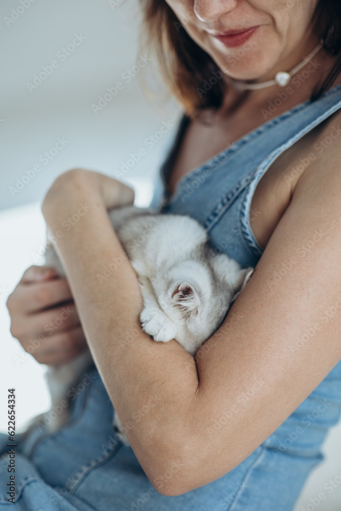 Small cat. Beautiful and cute little kitten. Small cat. Beautiful and cute little kitten.