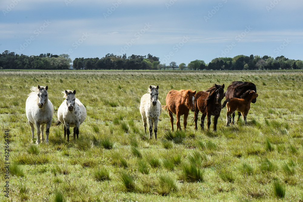 Herd of horses in the coutryside, La Pampa province, Patagonia, Argentina. Herd of horses in the coutryside, La Pampa province, Patagonia, Argentina.