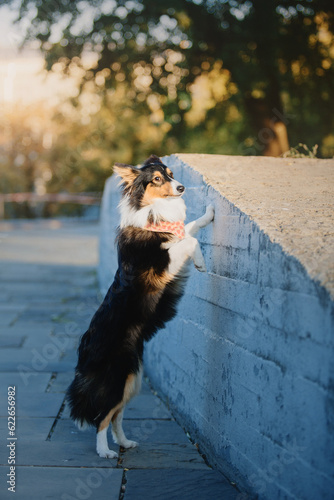 Fototapeta Naklejka Na Ścianę i Meble -  Sheltie Dog on a Walk: Serene Canine in Nature