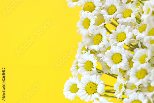 Bunch of chamomiles on right side on bright yellow background with copy space. Small chrysanthemums look like daisies. Greeting card for summer holidays.