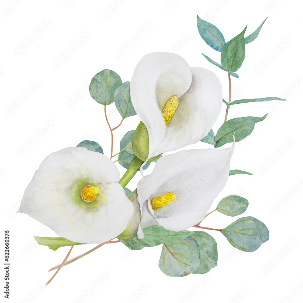 Obraz premium Watercolor clipart of white calla lily flowers and eucaliptus branch. Hand drawn floral illustration for wedding invitations, floristic, beauty salon. Isolated composition of tropical water arum