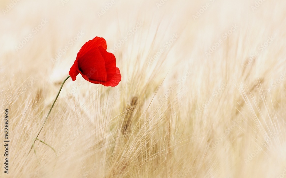 Naklejka premium poppy in the wheat field