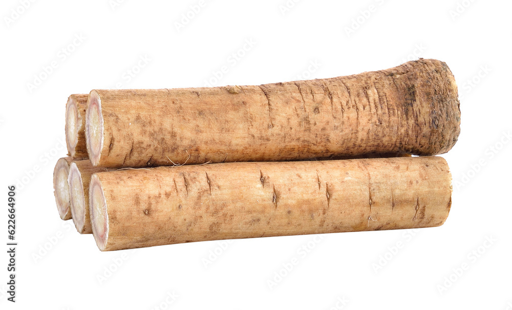 Fresh Burdock roots on transparent png Fresh Burdock roots on transparent png