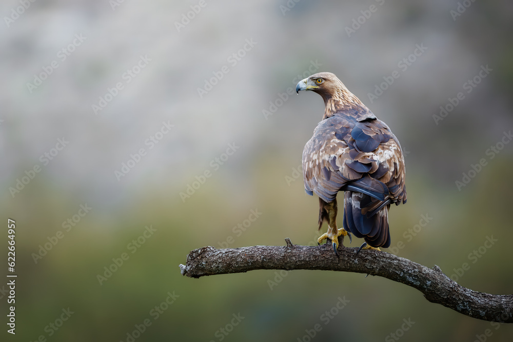 Águila real posada sobre un tronco y con una gota de agua en el pico Águila real posada sobre un tronco y con una gota de agua en el pico