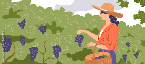 A young beautiful girl collects grapes in a basket. Holding a bunch of grapes in his hand. Green vineyard on the farm. Ripe fruit for wine. Autumn harvest season. Vector illustration