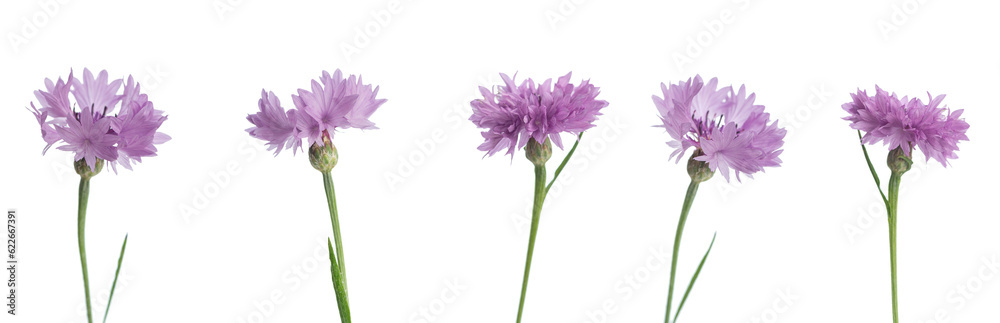 Summer pink flowers on a white isolated background in different angles
