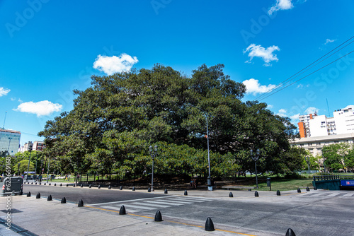 A very big gum tree at Lavalle Square in Buenos Aires, Argentina. photo