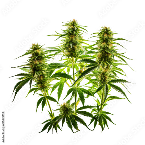 Cannabis buds and shafts, hemp leafs with transparent background, isolated, top view, flat illustration, ai generated