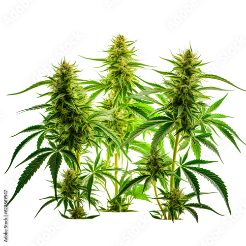 Cannabis buds and shafts  hemp leafs with transparent background  isolated  top view  flat illustration  ai generated