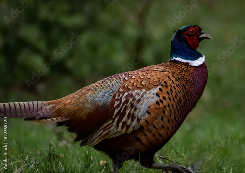pheasant in woodland field close up game bird fowl photo