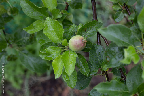 A small unripe apple hangs on a branch and is covered with shiny drops of water after rain. A juicy apple is poured with juices on a branch of a large tree. Apple concept with water drops.