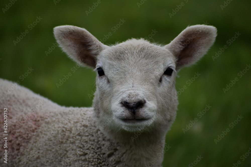 close up of a young lamb baby sheep face on in wild field farm livestock