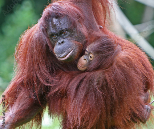 Paignton, Torbay, South Devon, England: A Mother and Daughter orangutan spend bonding time together in their outdoor enclosure at Paignton Zoo. 