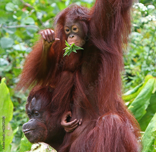 Paignton, Torbay, South Devon, England: Mother and Daughter orangutans spend bonding time together in their outdoor enclosure at Paignton Zoo; the Daughter is eating some vegetation. 
