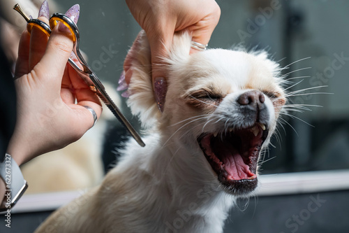 A woman cuts a cute short-haired chihuahua in a grooming salon. The dog yawns during a haircut.