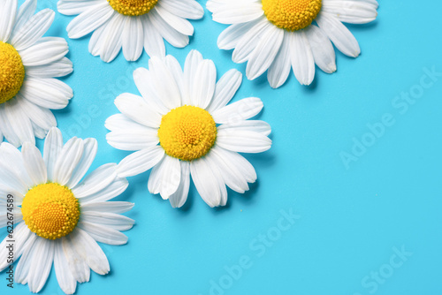 Delicate flowers of chamomile daisies  with yellow core and white soft petals on blue background. Metaphor of eco cosmetics or love feelings.Copy space on summer floral botanical backdrop