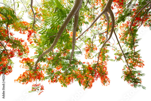 Close up Under Flam boyant tree or Flame tree or Royal Poinciana tree isolated on white background. photo