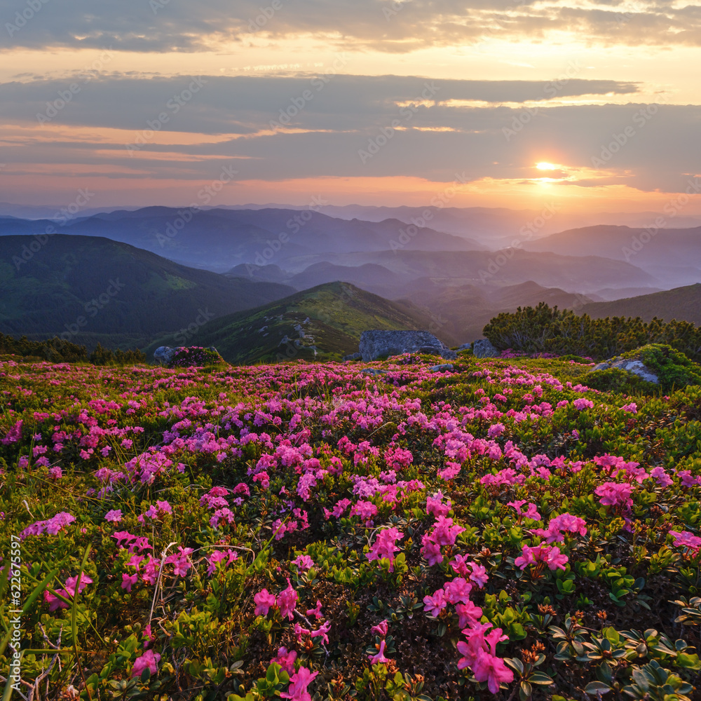 Rhododendron flowers on early morning summer misty mountain top